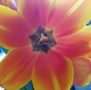 Meet your Posher, Ann